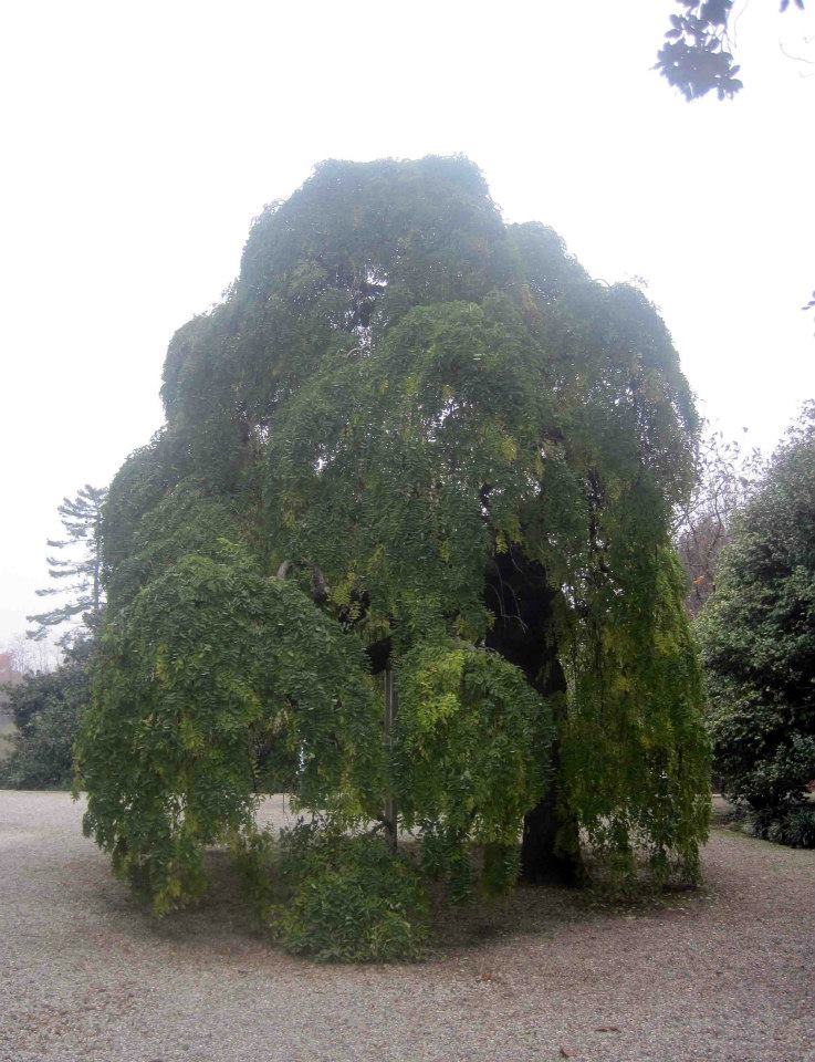 Albero a chioma ricadente nel parco